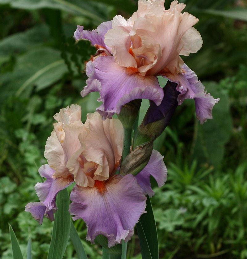 Photo of Tall Bearded Iris (Iris 'Discovered Treasure') uploaded by MShadow