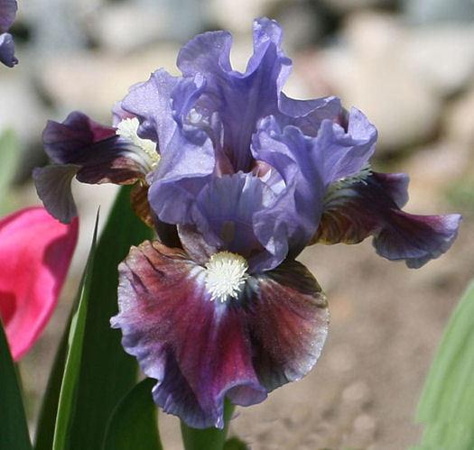 Photo of Standard Dwarf Bearded Iris (Iris 'Devoted') uploaded by MShadow