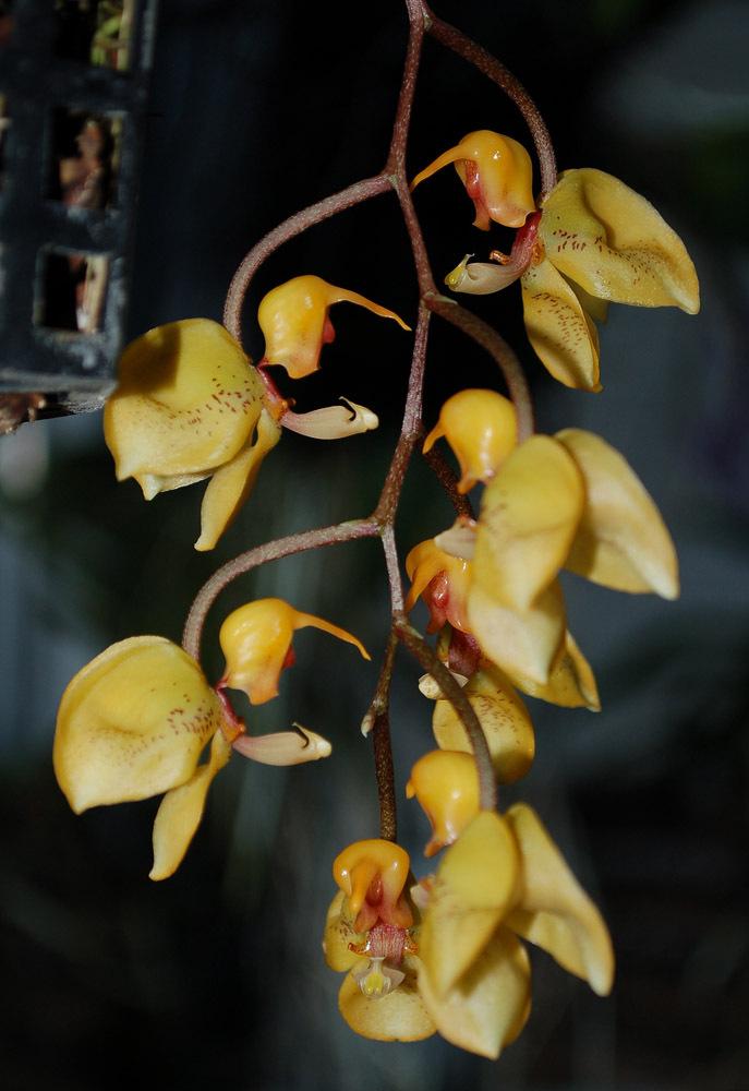 Photo of Orchid (Gongora armeniaca) uploaded by Ursula