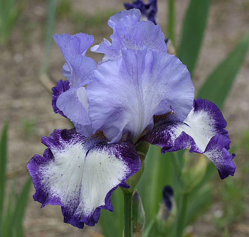 Photo of Tall Bearded Iris (Iris 'Heaven's Edge') uploaded by MShadow