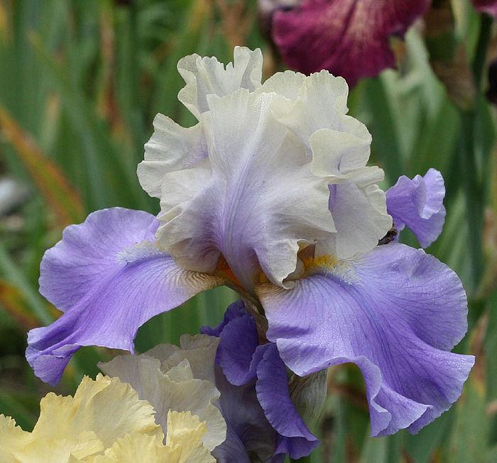 Photo of Tall Bearded Iris (Iris 'In Your Dreams') uploaded by MShadow