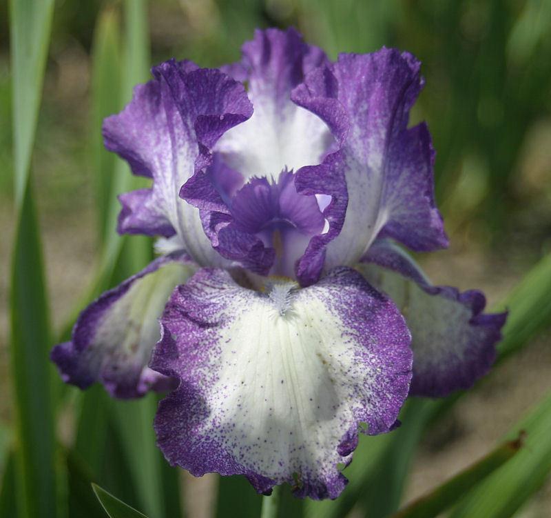 Photo of Tall Bearded Iris (Iris 'Jesse's Song') uploaded by MShadow