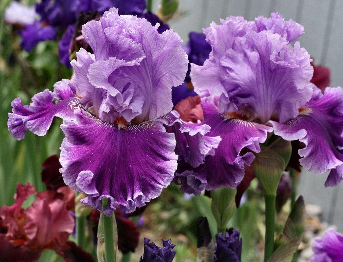 Photo of Tall Bearded Iris (Iris 'Louisa's Song') uploaded by MShadow