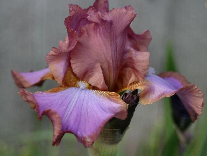 Photo of Tall Bearded Iris (Iris 'Indian Ceramics') uploaded by MShadow