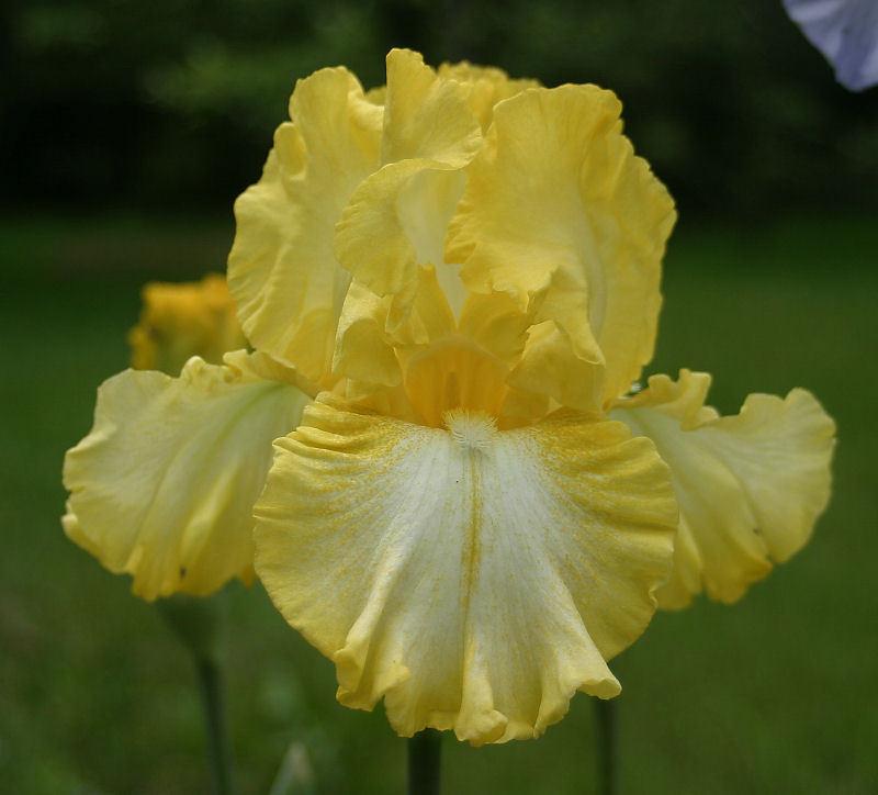 Photo of Tall Bearded Iris (Iris 'Lemon Dew') uploaded by MShadow