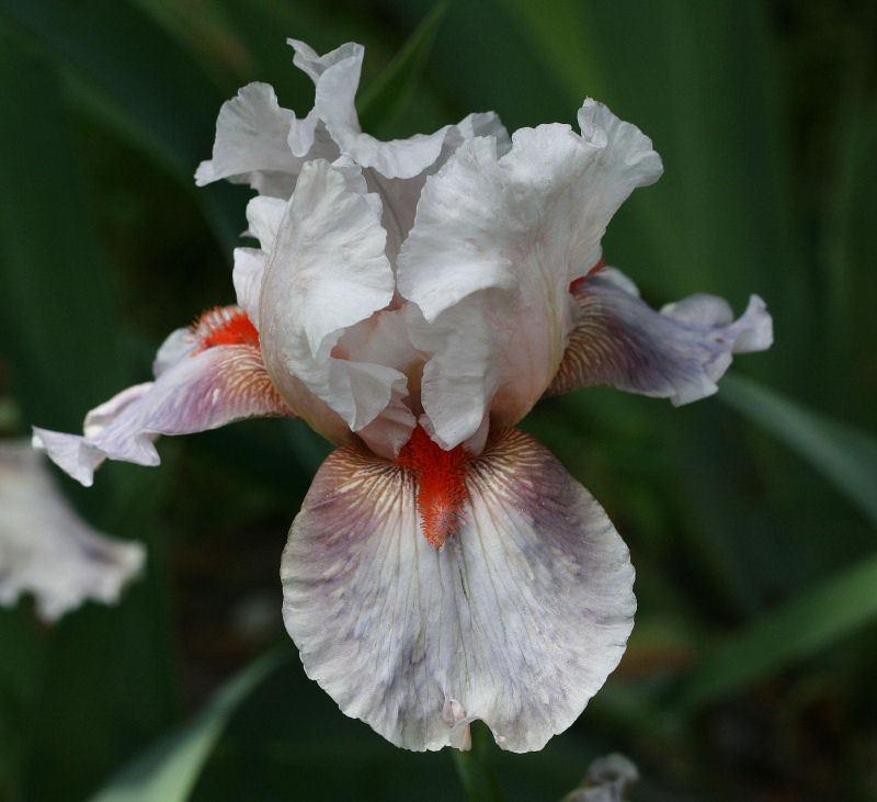 Photo of Tall Bearded Iris (Iris 'Lava Moonscape') uploaded by MShadow