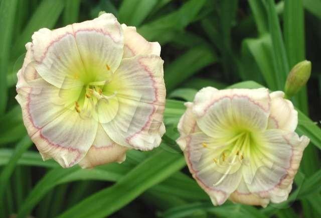 Photo of Daylily (Hemerocallis 'Out of the Blue') uploaded by Calif_Sue