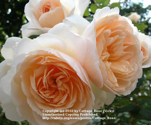 Photo of Rose (Rosa 'Crocus Rose') uploaded by Cottage_Rose