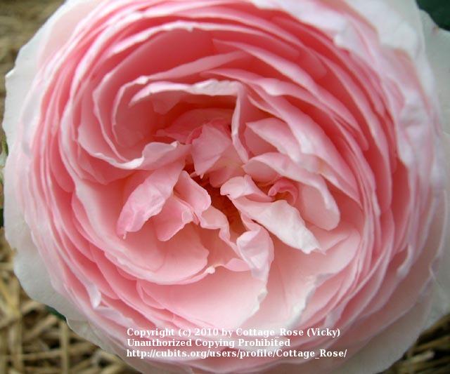 Photo of Rose (Rosa 'Heritage') uploaded by Cottage_Rose
