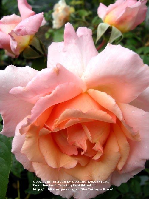 Photo of Climbing Hybrid Tea Rose (Rosa 'Compassion') uploaded by Cottage_Rose