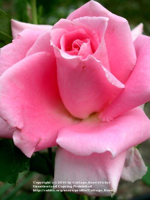 Photo of Rose (Rosa 'Carefree Beauty') uploaded by Cottage_Rose