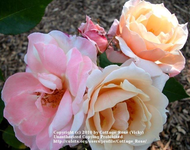 Photo of Rose (Rosa 'Chanelle') uploaded by Cottage_Rose