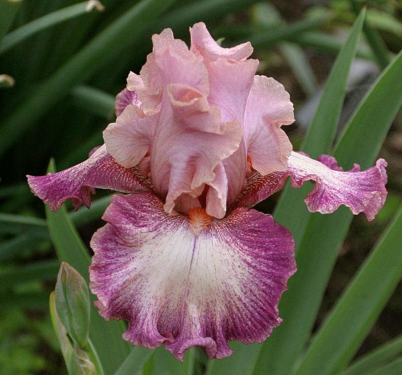 Photo of Tall Bearded Iris (Iris 'Musician') uploaded by MShadow