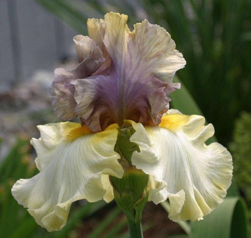 Photo of Tall Bearded Iris (Iris 'Mysterious Ways') uploaded by MShadow