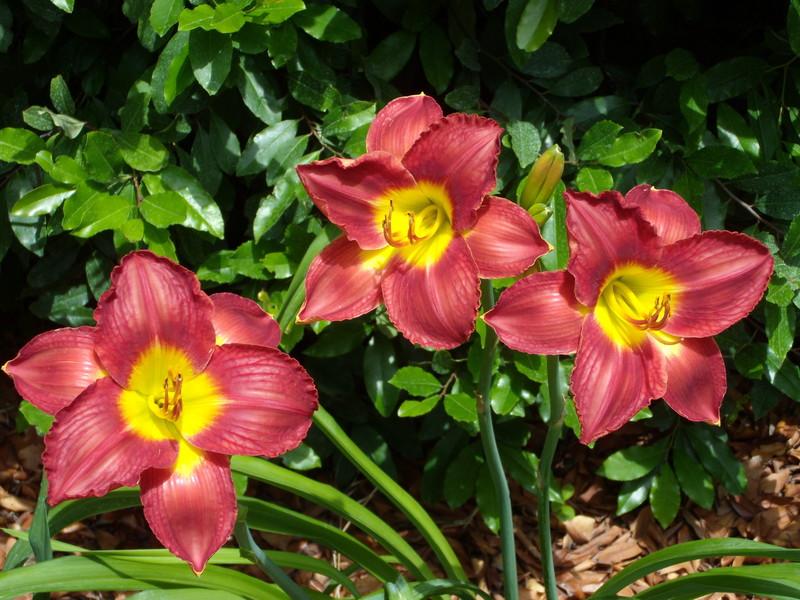 Photo of Daylily (Hemerocallis 'Passion for Red') uploaded by Betja