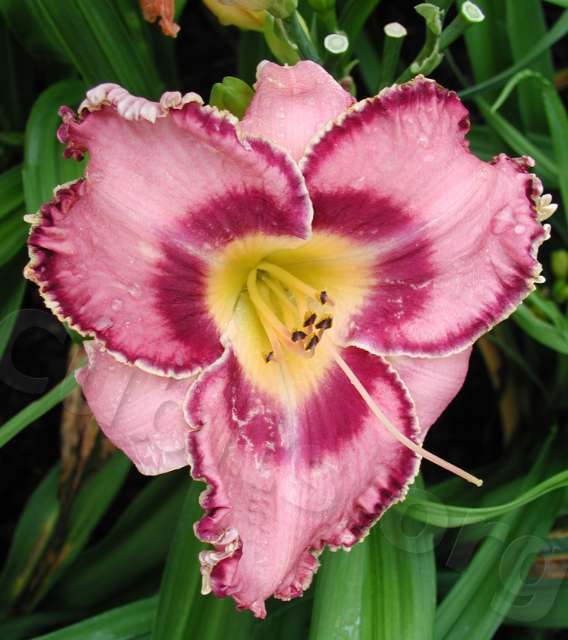 Photo of Daylily (Hemerocallis 'Say It Ain't So') uploaded by Calif_Sue