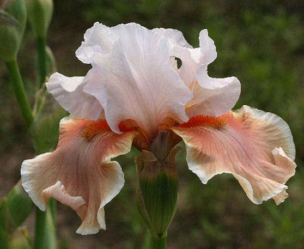 Photo of Tall Bearded Iris (Iris 'Magharee') uploaded by MShadow