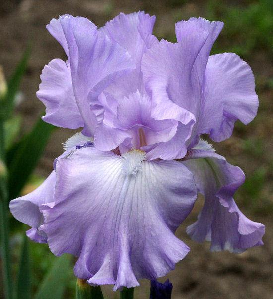 Photo of Tall Bearded Iris (Iris 'Mary Frances') uploaded by MShadow
