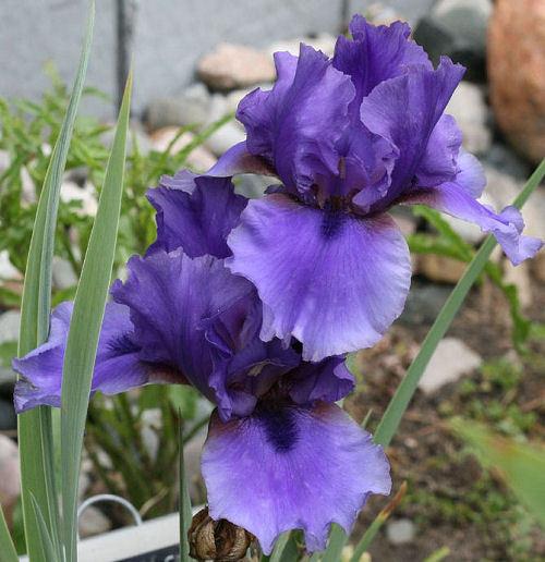 Photo of Tall Bearded Iris (Iris 'Mythology') uploaded by MShadow