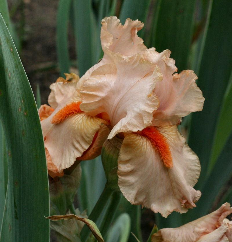 Photo of Tall Bearded Iris (Iris 'Meteor Margaret') uploaded by MShadow