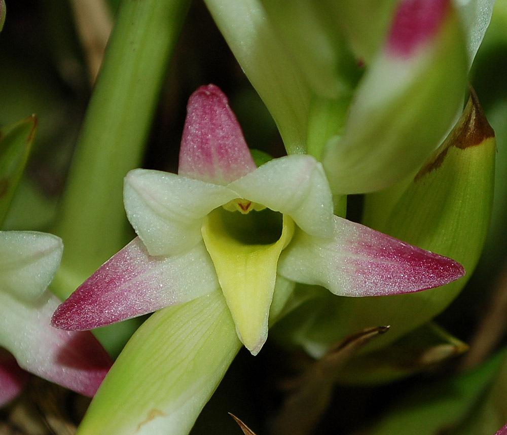 Photo of Orchid (Coelia bella) uploaded by Ursula