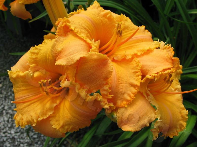 Photo of Daylily (Hemerocallis 'Crown of Creation') uploaded by Calif_Sue