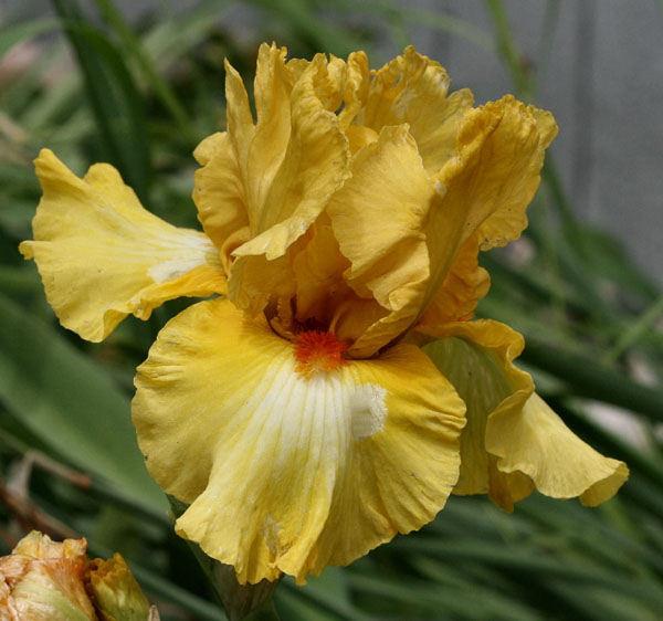Photo of Tall Bearded Iris (Iris 'Miami Beach') uploaded by MShadow