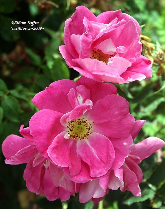 Photo of Rose (Rosa 'William Baffin') uploaded by Calif_Sue