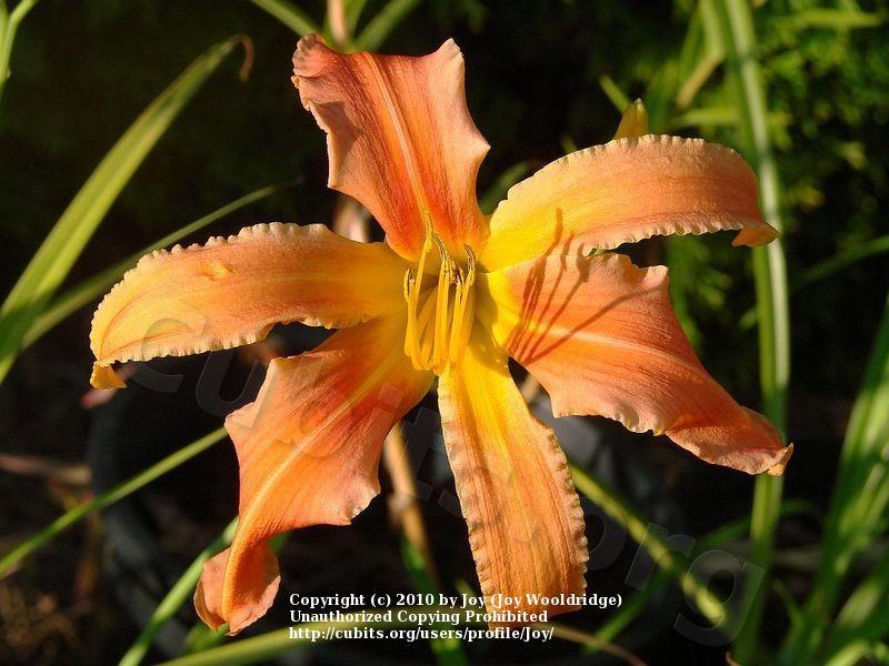 Photo of Daylily (Hemerocallis 'Chesapeake Crablegs') uploaded by Joy
