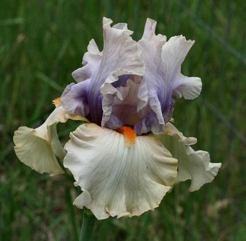 Photo of Tall Bearded Iris (Iris 'Opposing Forces') uploaded by MShadow