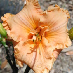 
Photographed in hybridizer's garden, Florida