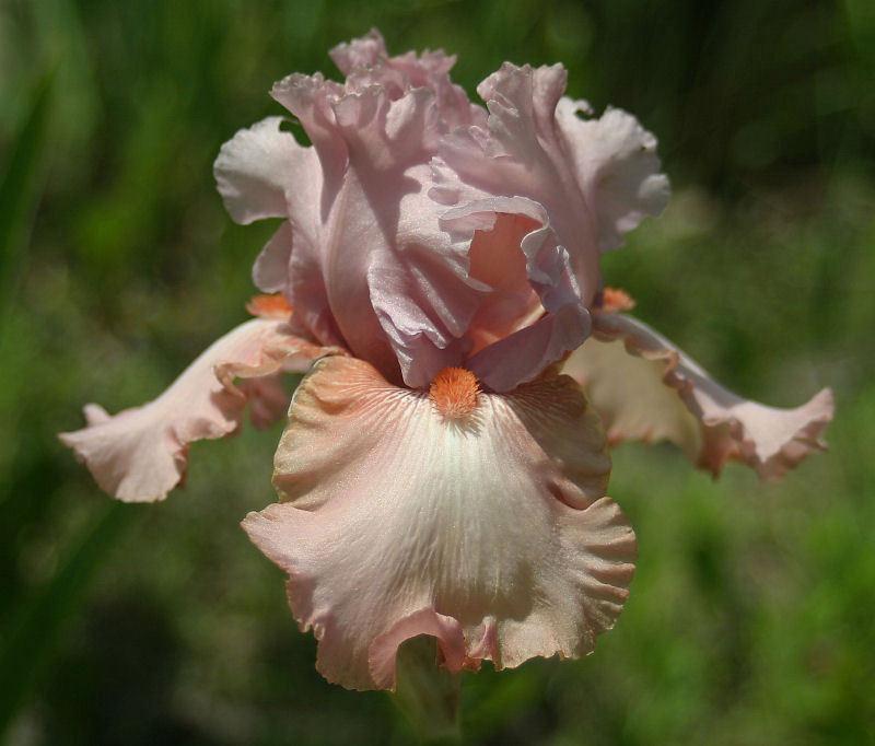 Photo of Tall Bearded Iris (Iris 'Natural Charm') uploaded by MShadow