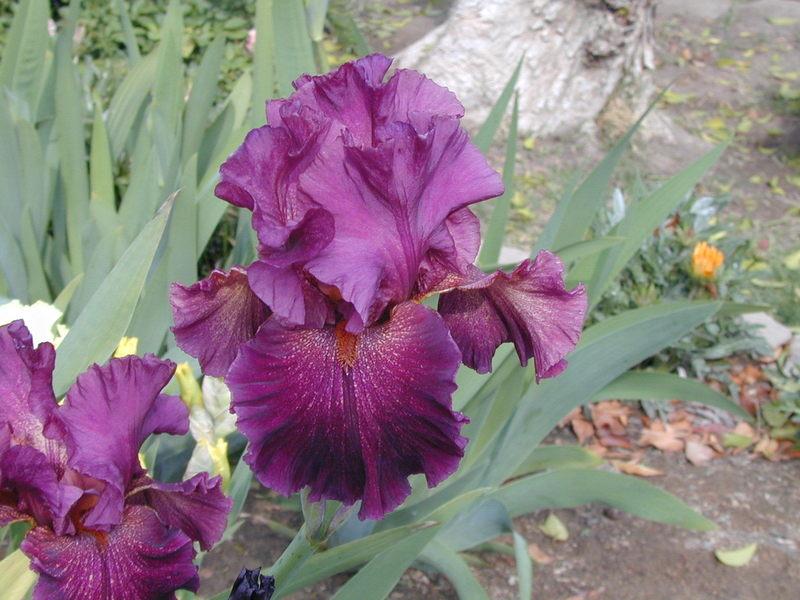 Photo of Tall Bearded Iris (Iris 'Star Surge') uploaded by Betja