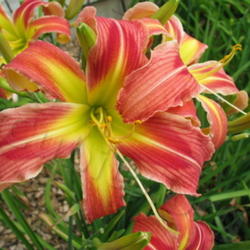 Location: At Valley of the Daylilies nursery