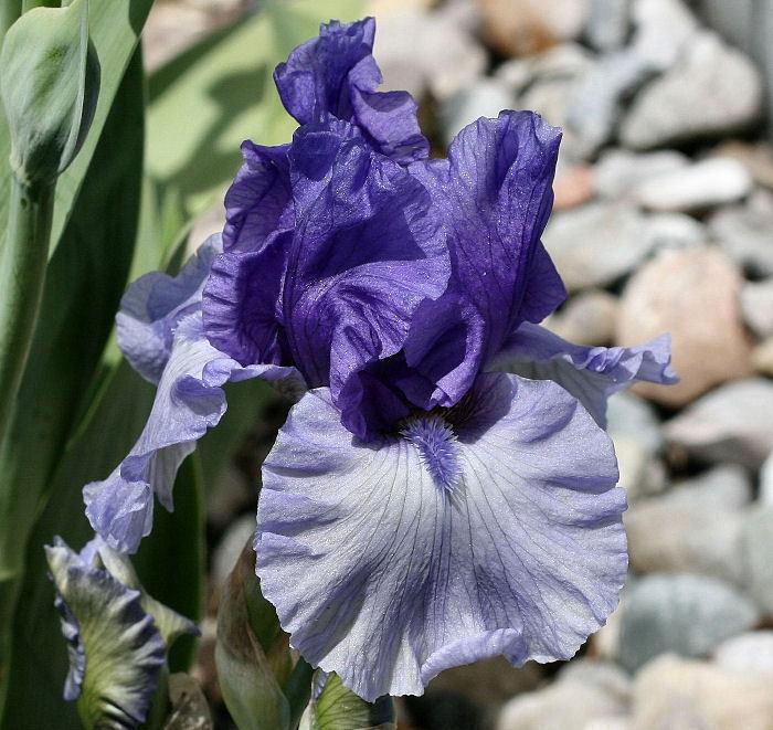 Photo of Tall Bearded Iris (Iris 'Poet's Rhyme') uploaded by MShadow
