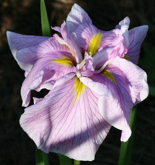 Photo of Japanese Iris (Iris ensata 'Pinkerton') uploaded by MShadow