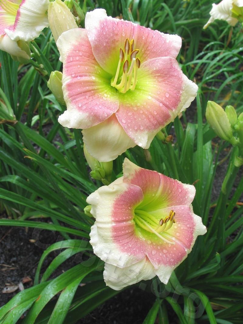 Photo of Daylily (Hemerocallis 'Clouds of Kisses') uploaded by Calif_Sue