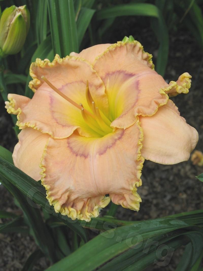 Photo of Daylily (Hemerocallis 'Simply Divine') uploaded by Calif_Sue