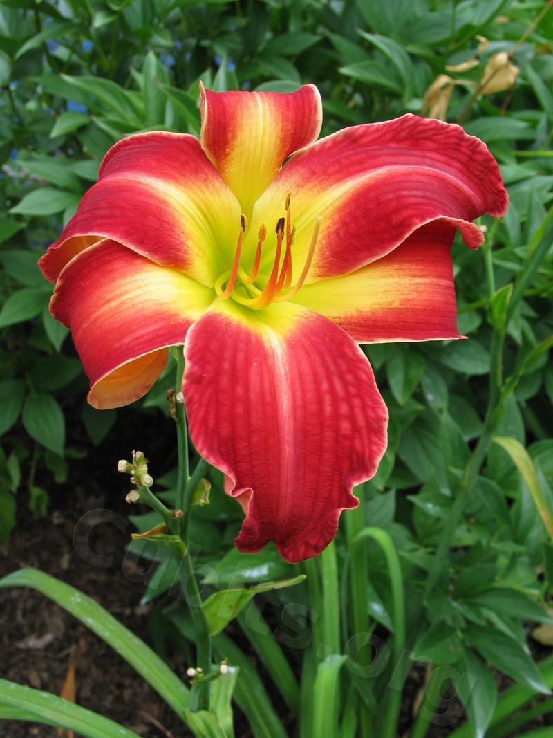 Photo of Daylily (Hemerocallis 'Ribbons and Curls') uploaded by Calif_Sue