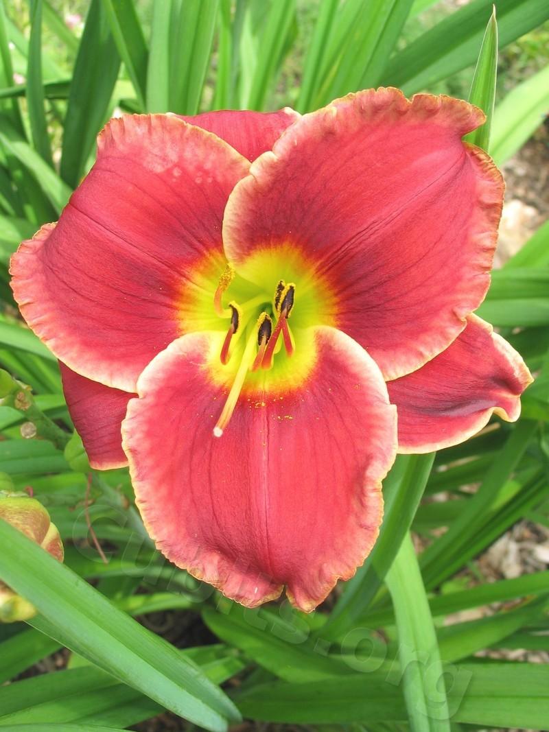 Photo of Daylily (Hemerocallis 'Roses in Snow') uploaded by Calif_Sue