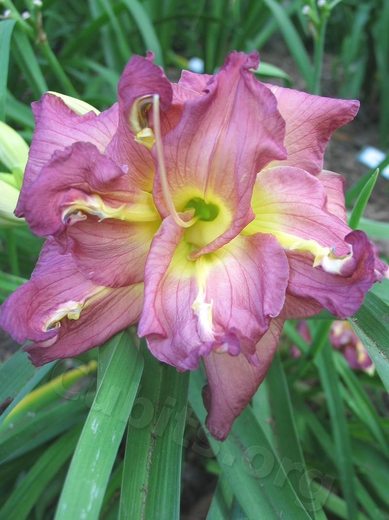 Photo of Daylily (Hemerocallis 'Almost Indecent') uploaded by Calif_Sue