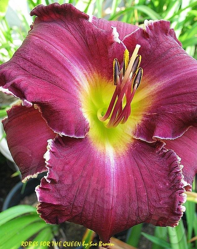 Photo of Daylily (Hemerocallis 'Robes for the Queen') uploaded by Calif_Sue