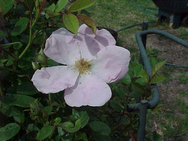 Photo of Rose (Rosa 'Heideroslein') uploaded by melva