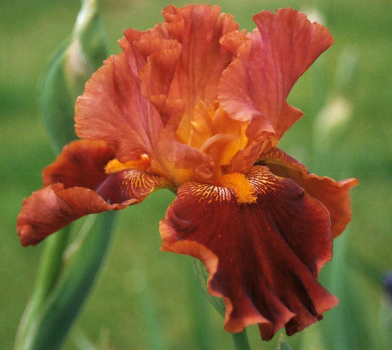 Photo of Tall Bearded Iris (Iris 'Rustler') uploaded by MShadow