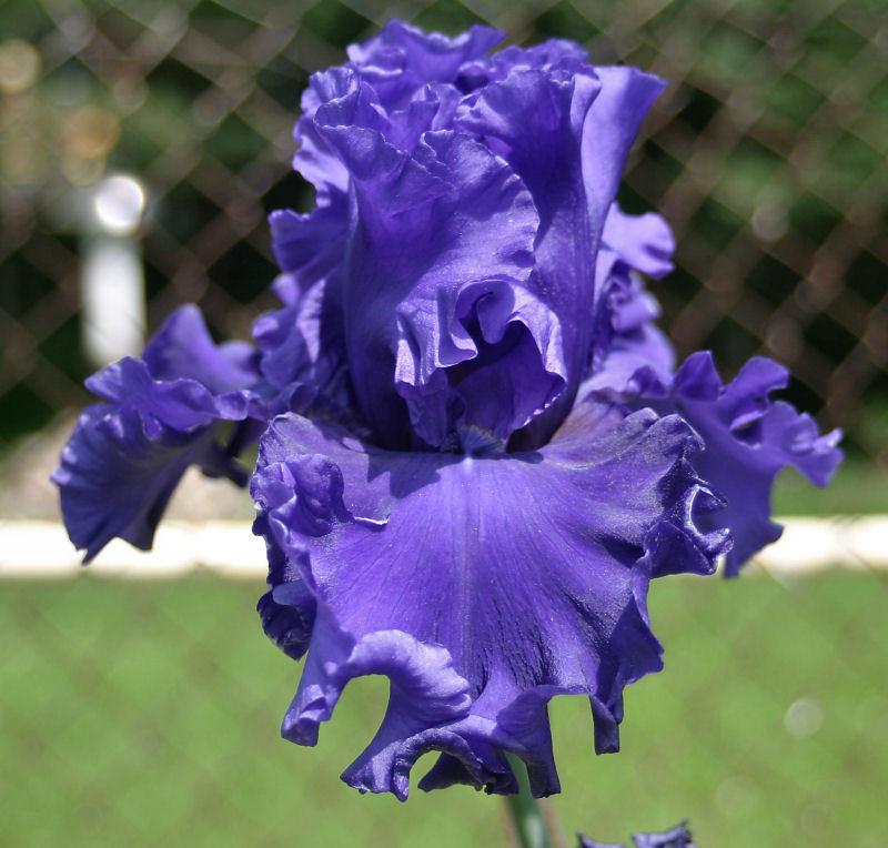 Photo of Tall Bearded Iris (Iris 'Rippling River') uploaded by MShadow