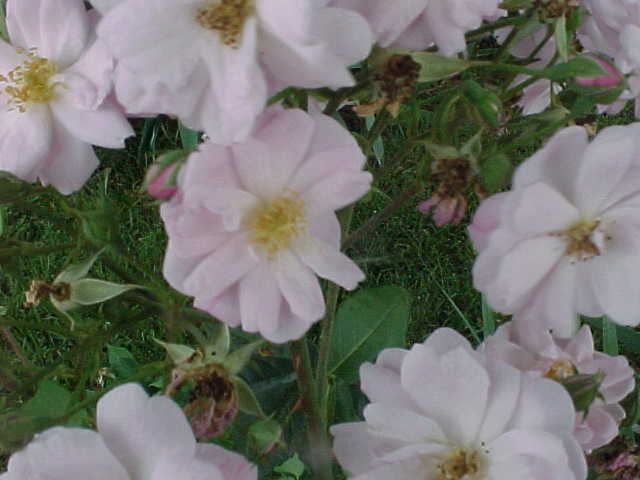 Photo of Rose (Rosa 'Narrow Water') uploaded by melva