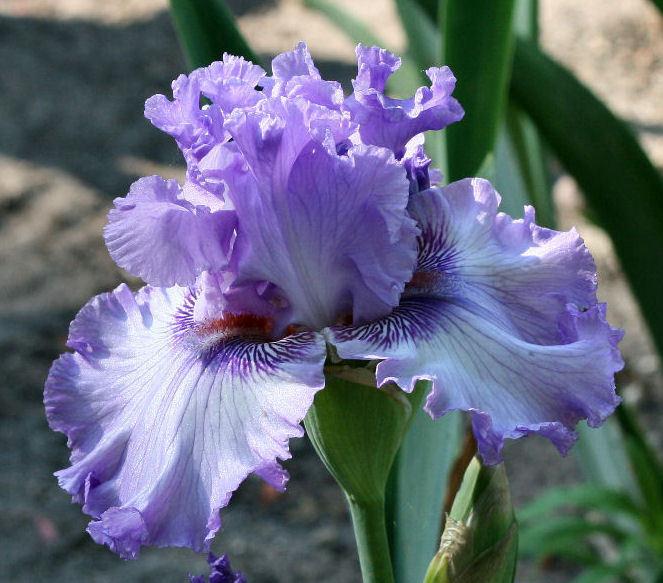 Photo of Tall Bearded Iris (Iris 'Sweet Geisha') uploaded by MShadow