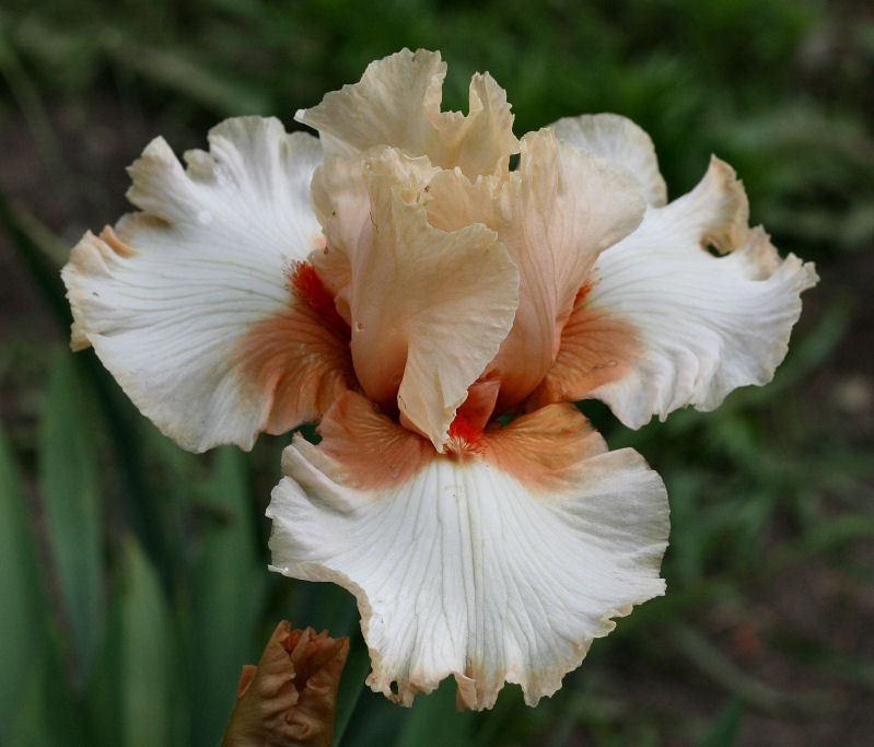 Photo of Tall Bearded Iris (Iris 'Santa') uploaded by MShadow