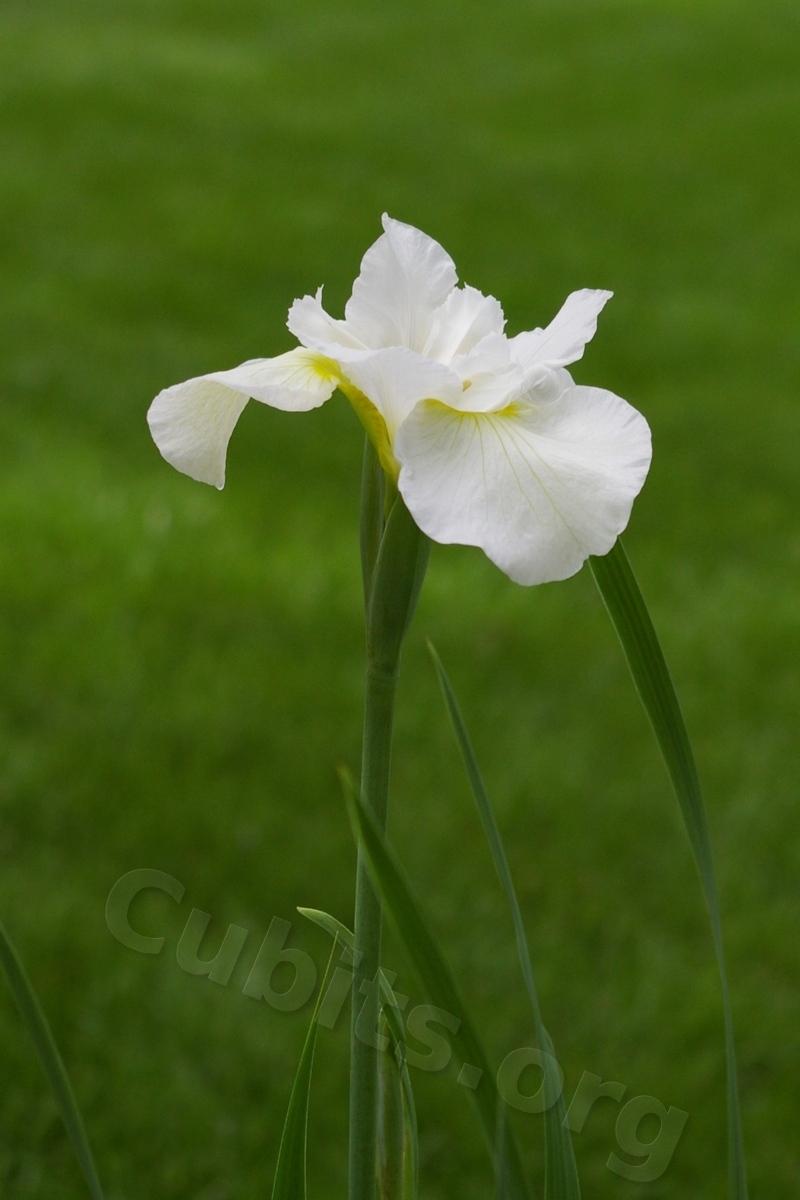Photo of Siberian Iris (Iris 'Gull's Wing') uploaded by merigold