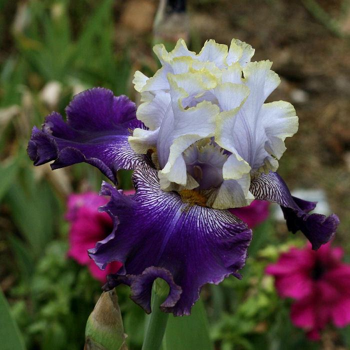 Photo of Tall Bearded Iris (Iris 'Slovak Prince') uploaded by MShadow
